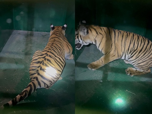 ಮುಂದುವರೆದ ಕಾರ್ಯಾಚರಣೆ: ನಾಲ್ಕು ಹುಲಿಮರಿಗಳ ಪೈಕಿ ಒಂದು ಹುಲಿಮರಿ ಸೆರೆ.